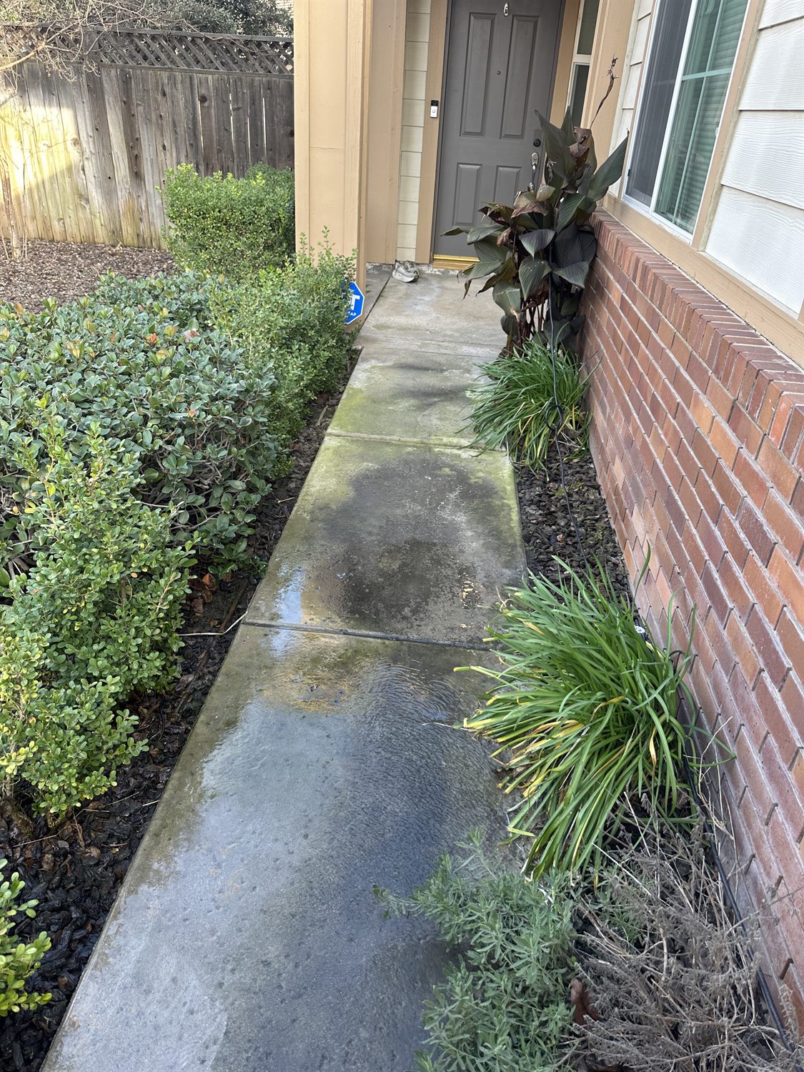 Concrete walkway darkened by years of dirt and algae before pressure washing — Bakersfield home